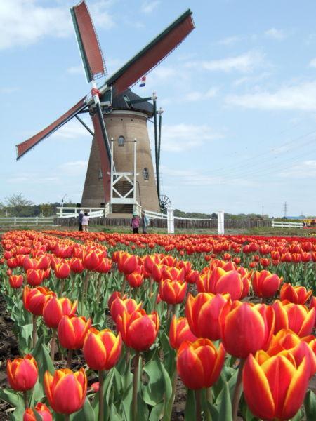 Ολλανδία ΟΛΛΑΝΔΙΑ-ΑΜΣΤΕΡΝΤΑΜ τουλίπες Έκταση:41.526 Πληθυσμός:16.318.