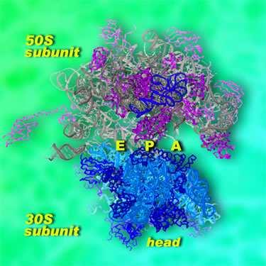 30S. Και οι δύο υποµονάδες αποτελούνται από πρωτεΐνες, οι οποίες για την µεγάλη υποµονάδα συµβολίζονται µε το γράµµα L (L1 έως L34) και για την µικρή µε το γράµµα S ( S1 έως S21), καθώς και από rrna,