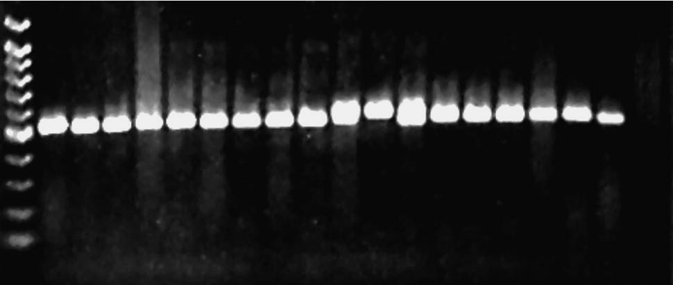 Μοριακές τεχνικές (PCR) (2) Δείκτης ΜΒ ανά 100 ζβ 1 2 3 4 5 6 7 8 9 10 11 12 13 14