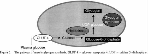 Δυσλειτουργία της μυϊκής γλυκογονοσύνθεσης Μείωση της μυϊκής γλυκογονοσύνθεσης ως απόκριση της ινσουλίνης κατά 50% σε διαβητικά άτομα τύπου 2 συγκριτικά με υγιή άτομα της ίδιας