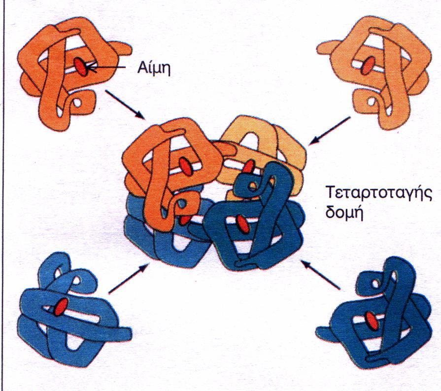 Η δομή των πρωτεϊνών καθορίζει τη λειτουργία τους Η διαμόρφωση του πρωτεϊνικού μορίου στο χώρο καθορίζεται από την αλληλουχία των αμινοξέων και