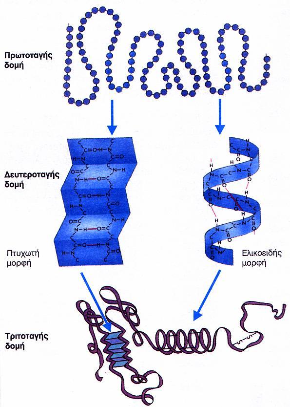 για να αποκτήσει ελικοειδή ή πτυχωτή μορφή oτριτοταγής δομή η πεπτιδική αλυσίδα αναδιπλώνεται στο χώρο ώστε να αποκτήσει την τελική της μορφή (λειτουργική