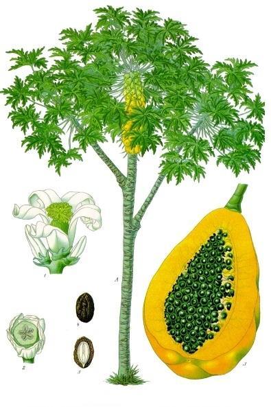 Carica papaya, Caricaceae Δρόγη είναι τα φύλλα καρπαΐνη αλκαλοειδές πιπεριδίνης μακροκυκλική διλακτόνη