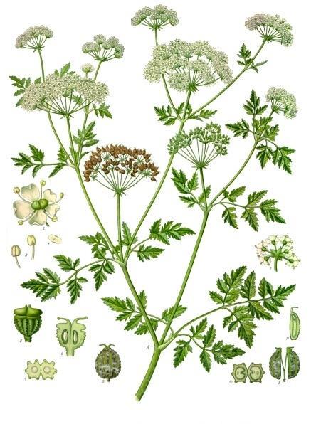 Conium maculatum, Apiaceae διετής πόα 1-2 m Έχει δυσάρεστη