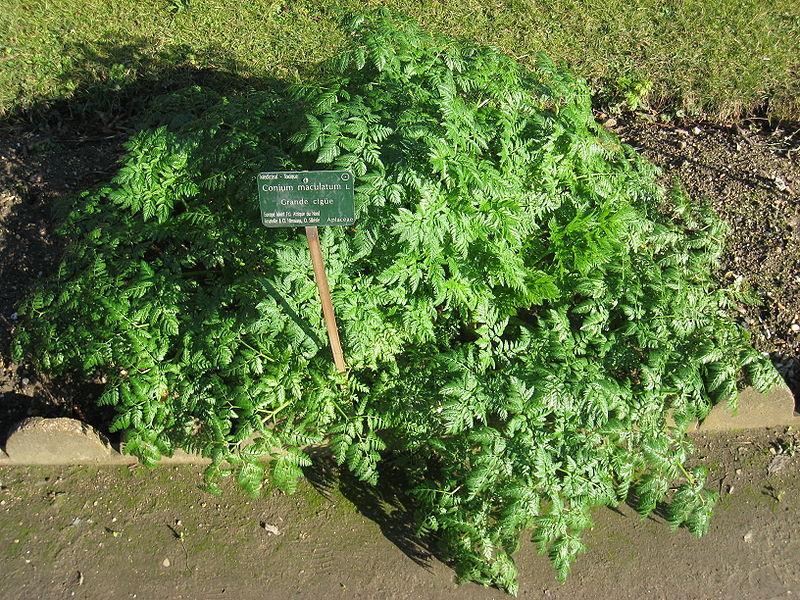 Conium maculatum Χρησιμοποιήθηκε στην αρχαιότητα σαν δηλητήριο, αλλά και