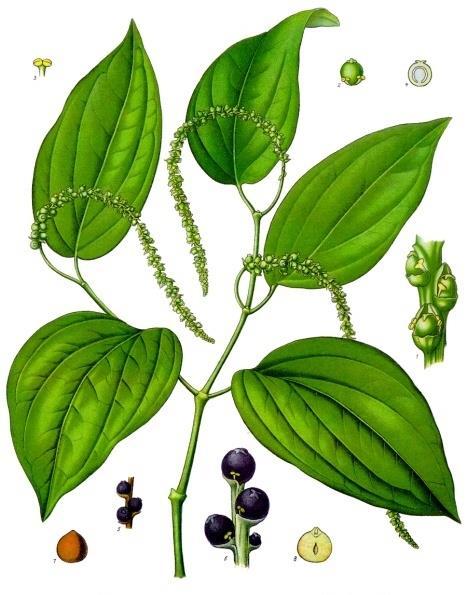 Piper nigrum, Piperaceae ετήσιο,