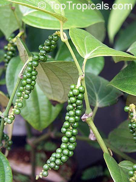 Piper nigrum, Piperaceae Χημική σύσταση - αιθέριο έλαιο 10-35% ml/kg - αμίδια