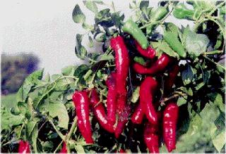 πάπρικα, Chili pepper) Pimenta spp
