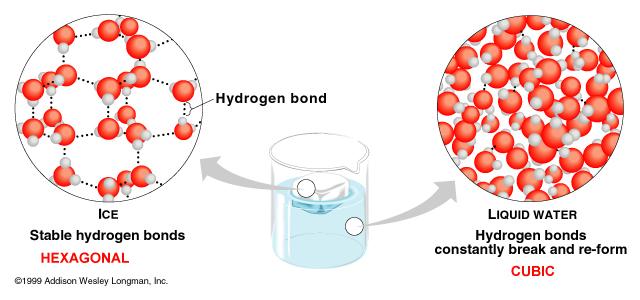 Razlozi zbog kojih je vodonična veza izuzetno jaka međumolekulska interakcija: - velika elektronegativnost F, i N, što čini vezu sa vrlo polarnom - male dimenzije atoma F, i N, zbog čega je