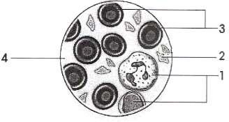 γ) Στο πιο κάτω σχεδιάγραμμα i. Nα συμπληρώσετε τα κενά, ώστε να περιγράφεται σωστά η χημική αντίδραση της λειτουργίας της αερόβιας κυτταρικής αναπνοής που γίνεται στα κύτταρα. ( 3 Χ 0.25 =0.