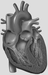 γ)σε τι χρησιμεύουν τα κύτταρα με αριθμό 2; (1 Χ 0.5 μ = 0.5μ) μ... Πήξη Αίματος δ) Το παρακάτω σχήμα δείχνει την καρδιά του ανθρώπινου οργανισμού.