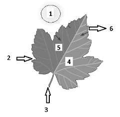 (0,5 μ) μ: Διότι το δέντρο παράγει την τροφή του με τη λειτουργία της φωτοσύνθεσης από απλά ανόργανα υλικά με τη βοήθεια του Ήλιου......... (β) H φωτοσύνθεση γίνεται στα φύλλα. i.