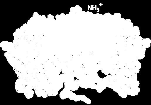 Ο υποδοχέας GPCR σε μορφή α-έλικας διαπερνά επτά φορές την κυτταρική
