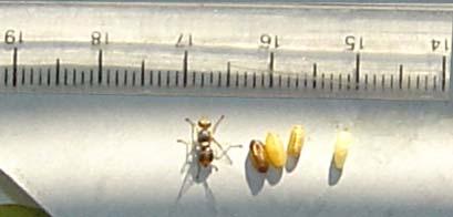 1.2. Ο δάκος της ελιάς 1.2.1 Μορφολογικά χαρακτηριστικά Ο δάκος της ελιάς, Bactrocera oleae (Gmelin), ανήκει στην τάξη των εντόμων Diptera, οικογένεια Tephritidae.