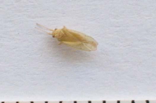 Miridae