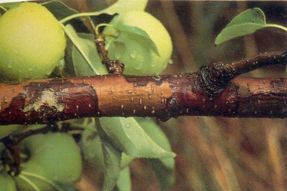 Alan L. Jones http://www.plantwise.org Ζλκοσ από Σφαίροψη Botryosphaeria dothidea, ατελ. Dothiorella mali. B. obtusa ατελ. Sphaeropsis malorum.