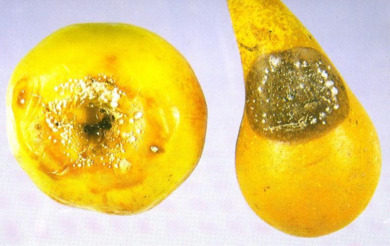 Ευρωπαϊκό ζλκοσ τησ μηλιάσ και τησ αχλαδιάσ (3/5) Οι καρποί προςβάλλονται πριν ι