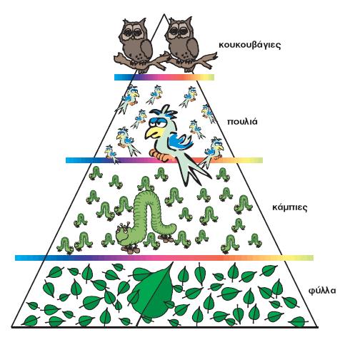 4. Στην πιο κάτω εικόνα φαίνεται η τροφική πυραμίδα των αριθμών ενός υποθετικού οικοσυστήματος. α. Με βάση τα πιο πάνω να αναφέρετε: ι. Έναν παραγωγό.. (μ. 1) ιι. Έναν καταναλωτή Β Τάξης.. (μ. 1) ιιι.