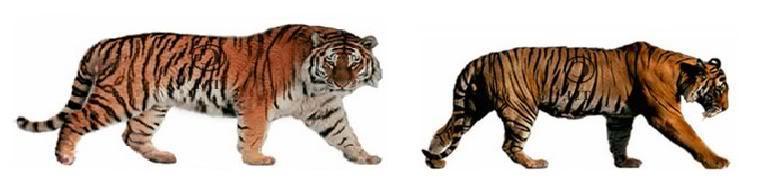 6. Παρακάτω απεικονίζονται η τίγρη της Σιβηρίας (κοντά στην αρκτική) και η τίγρη της Βεγγάζης (κοντά στον Ισημερινό) α.