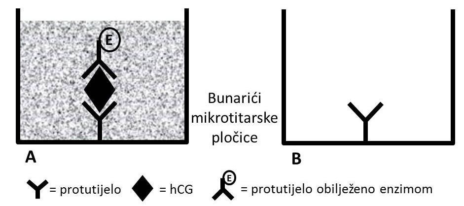 Slika 6.1. Princip imunokemijske metode ELISA. A) U slučaju prisutnosti hcg-a u uzorku, hcg se veže na protutijelo koje se nalazi pričvršćeno na podlozi.