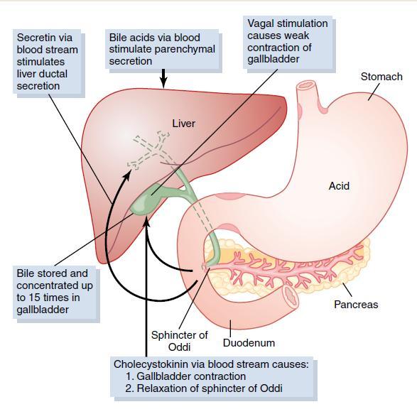 Liver secretion &