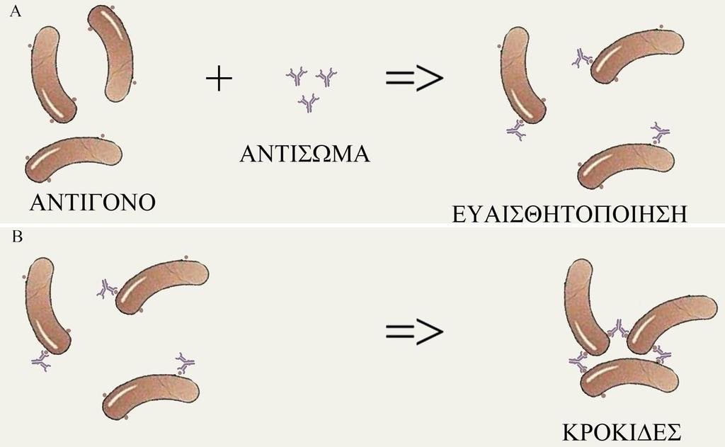 Σωματιδιακό αντιγόνο + ομόλογο αντίσωμα 2 Φάσεις: 1 η φάση (Ευαισθητοποίηση) Αναγνώριση και πρόσδεση του αντισώματος με το αντιγόνο ΣΥΓΚΟΛΛΗΤΙΝΟΑΝΤΙΔΡΑΣΕΙΣ