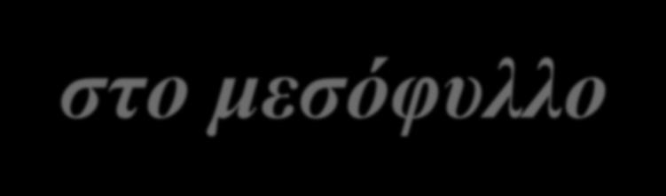 C4 κύκλος αρχική δέσμευση CO 2 στο μεσόφυλλο CH 2 C O COOH P *COOH CH 2 C O + H*CO 3 - + Pi COOH (PEP) φωσφοενολπυροσταφυλικό οξύ (OA) οξαλοξικό οξύ