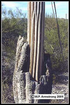 gigantea) in northern Sonora, Mexico