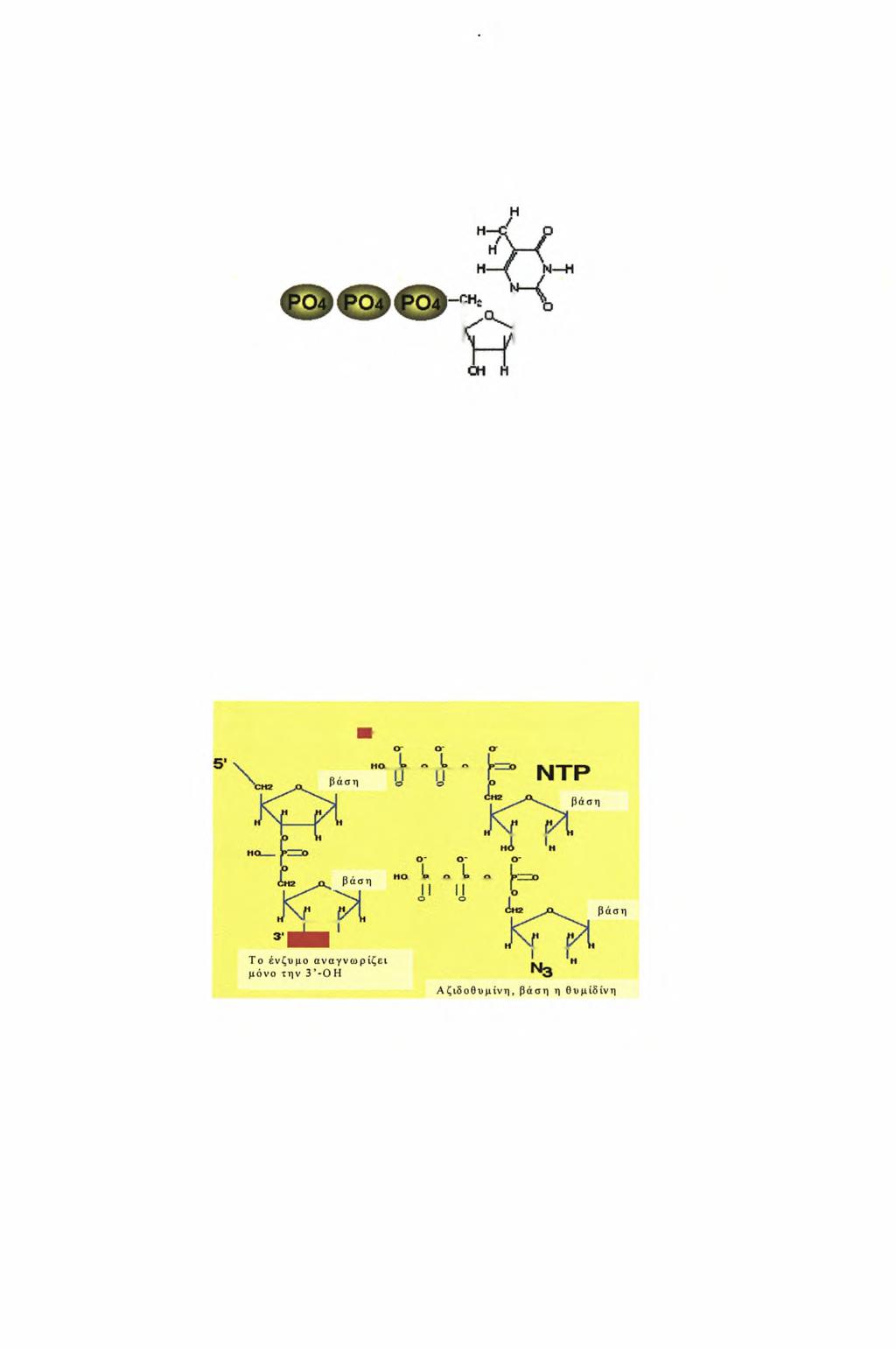Εικόνα 7. Στη θυμιδίνη προστίθενται τρία φωσφορικά οξέα.