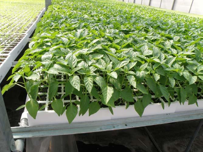Παραγωγή σποροφύτων σε φυτώρια Πολλά λαχανικά σπέρνονται αρχικά σε ειδικά