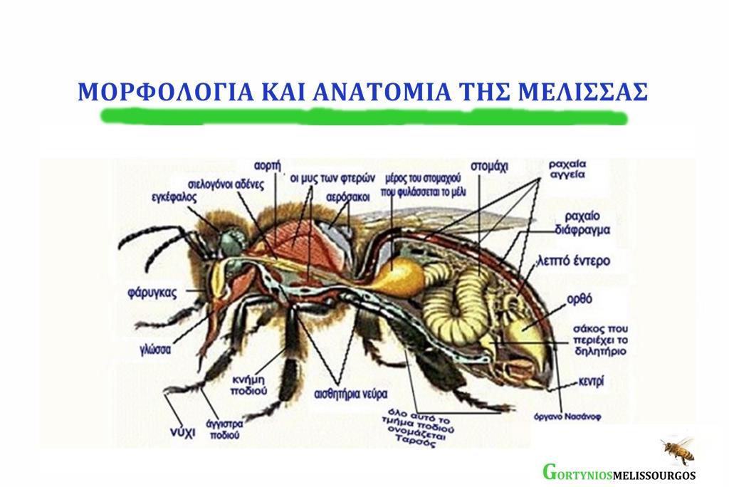 Το Κυκλοφορικό Σύστημα: Επιτρέπει τη μεταφορά διαφόρων στοιχείων που είναι απαραίτητα για τα κύτταρα σε όλα τα μέρη του σώματος του εντόμου.
