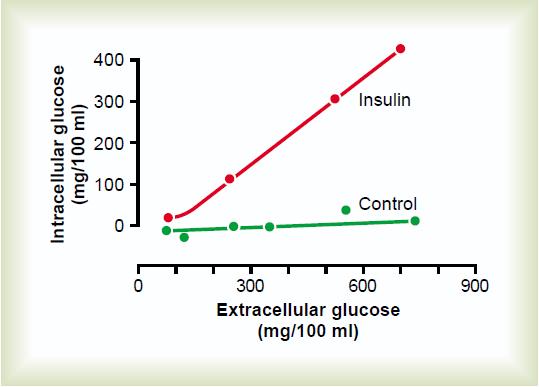 Η ινσουλίνη έχει αποδειχθεί ότι επιδρά σημαντικά τόσο στον μεταβολισμό των υδατανθράκων όσο και στον μεταβολισμό των πρωτεϊνών και των λιπών. 1.3.