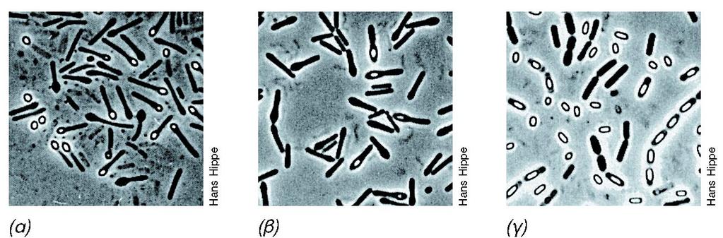 ΕΝΔΟΣΠΟΡΙΟΓΟΝΙΚΑ, GRAM+ ΒΑΚΤΗΡΙΑ ΧΑΜΗΛΟΥ GC Bacillus, Clostridium, Sporosarcina, Heliobacterium Ταξινόμιση βάσει θέσης σπορίου, σχέσης με Ο 2, μεταβολισμού Bacillus: προαιρετικώς αναερόβια