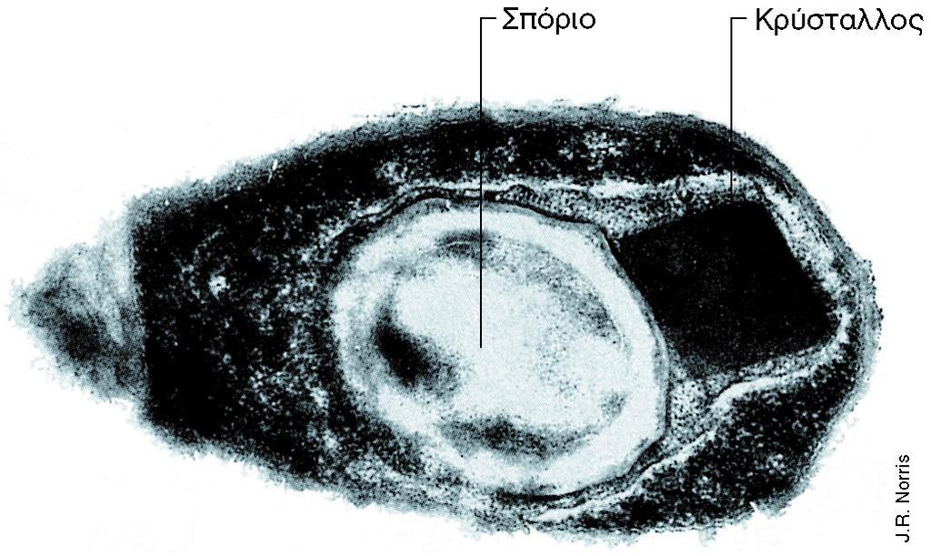 ΕΝΔΟΣΠΟΡΙΟ ΤΟΥ ΒΑΚΤΗΡΙΟΥ BACILLUS THURINGIENSIS Εικόνα 12.57: Σχηματισμός του τοξικού παρασποριακού κρυστάλλου στο Bacillus thuringiensis, παθογόνο βακτήριο των εντόμων.