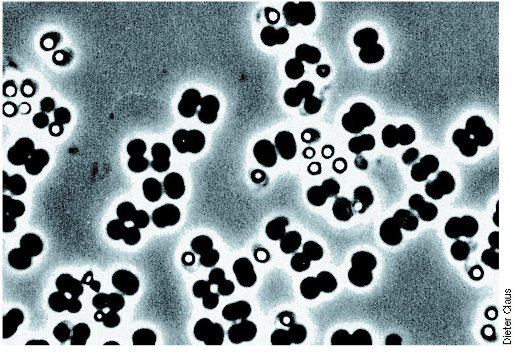 SPOROSARCINA Sporosarcina: Κόκκοι, σχηματίζουν τετράδες, ή κύβους Αερόβια στο έδαφος Αντοχή στην ουρία (8%), επιτρέπει απομόνωση Εικόνα 12.