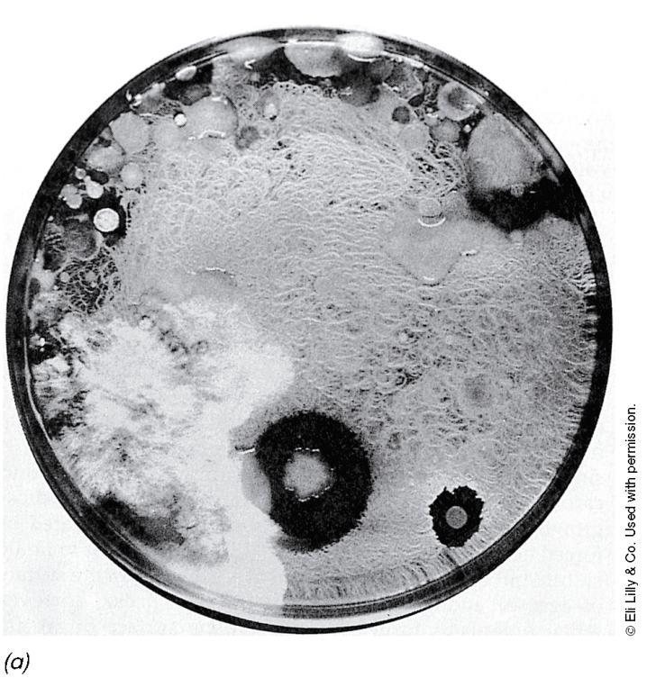 ΑΝΤΙΒΙΟΤΙΚΑ ΑΚΤΙΝΟΜΥΚΗΤΩΝ Εικόνα 12.77: Αντιβιοτικό από Streptomyces.