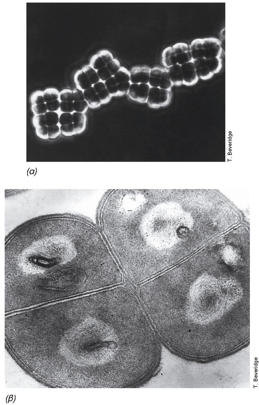 SARCINA Εικόνα 12.52: (α) Μικροφωτογραφία αντίθεσης φάσεων κυττάρων του τυπικού θετικού κατά Gram κόκκου Sarcina sp.