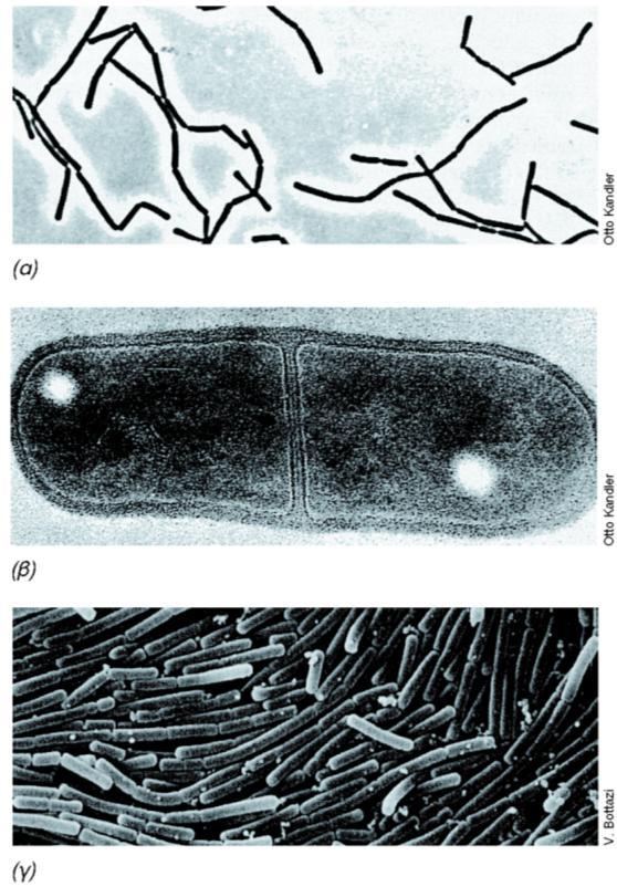 ΓΑΛΑΚΤΟΒΑΚΙΛΛΟΙ Εικόνα 12.55: Μικρογραφήματα αντίθεσης φάσεων και ηλεκτρονιακού μικροσκοπίου ειδών Lactobacillus. (α) Lactobacillus acidophilus.
