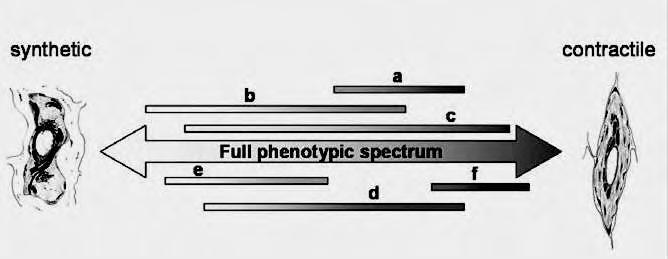αρουραίους, διατήρησαν τα ειδικά πρότυπα έκφρασης της SM-MHC και της SMemb/nonmuscle MHC-B in vivo.