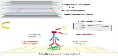 Β.1.5.2. Διαχωρισμός των πρωτεϊνών Ο διαχωρισμός των πρωτεϊνών περιλαμβάνει τα κάτωθι στάδια: Στήσιμο της συσκευής.