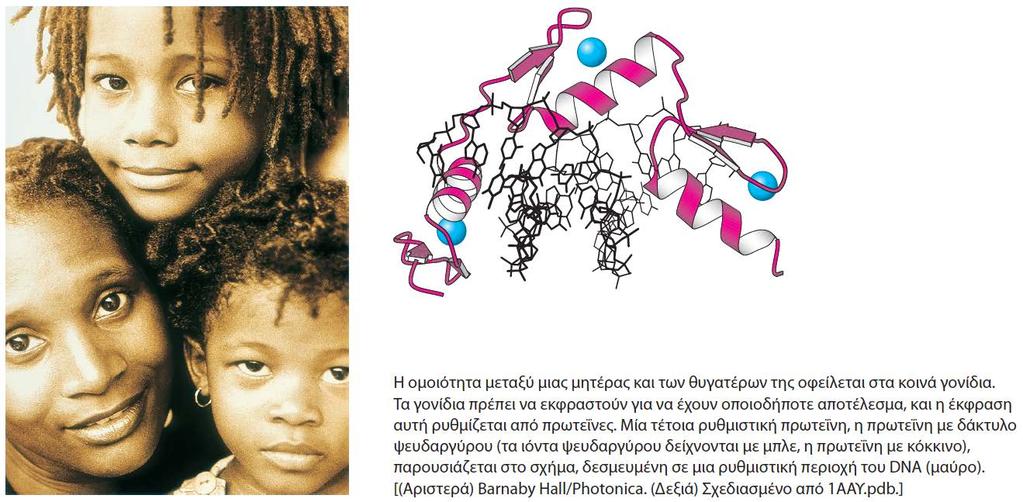 5 DNA, RNA και η ροή