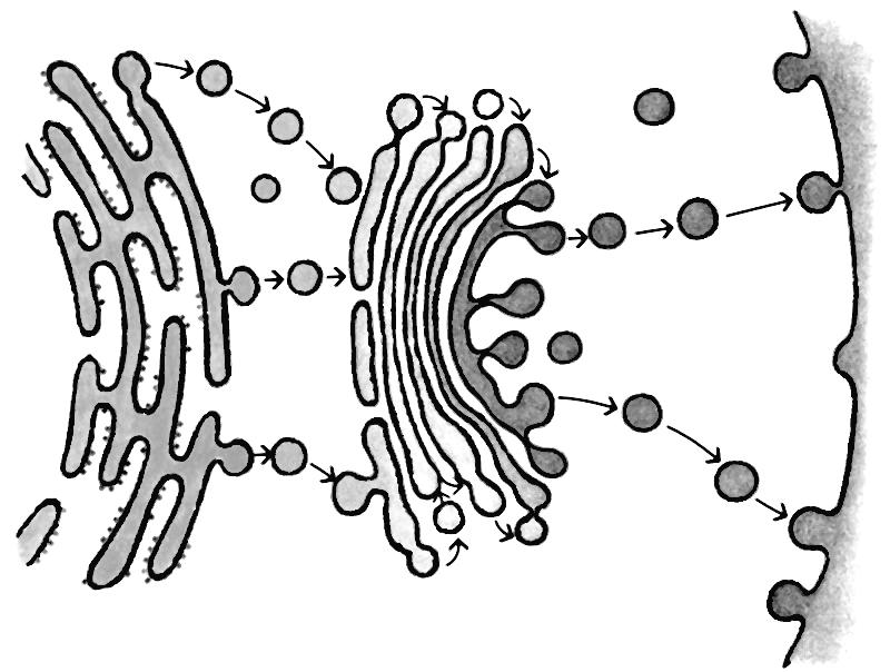 Mikrotelesca so zelo majhni kroglasti organeli (membranski vezikli), obdani z eno membrano.