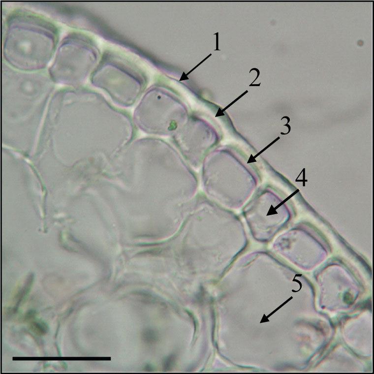 1.STANIČNA STIJENKA 1.2. Dokaz kutina u staničnoj stijenci Materijali: list sanseverije (Sansevieria trifasciata Prain).