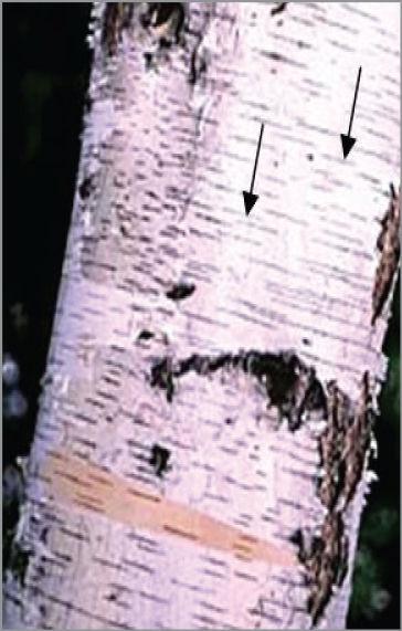 Kemikalije: alkoholna otopina fluoroglucinola, koncentrirana kloridna kiselina (konc. HCl). Zadatci: 1. Lenticele na stabljici bazge (Sambucus nigra L.). Proučite oblik, veličinu i smjer pružanja lenticela na grančici bazge.