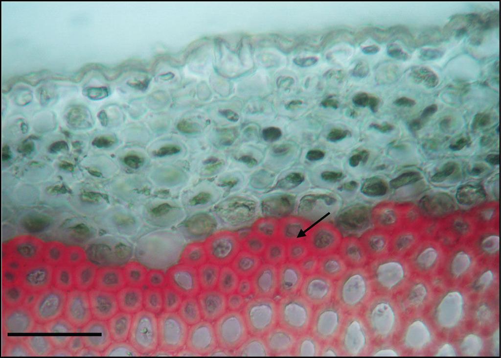1.STANIČNA STIJENKA 1.5. Dokaz lignina Materijal: stabljika velikolisne vučje stope (Aristolochia sipho L.).