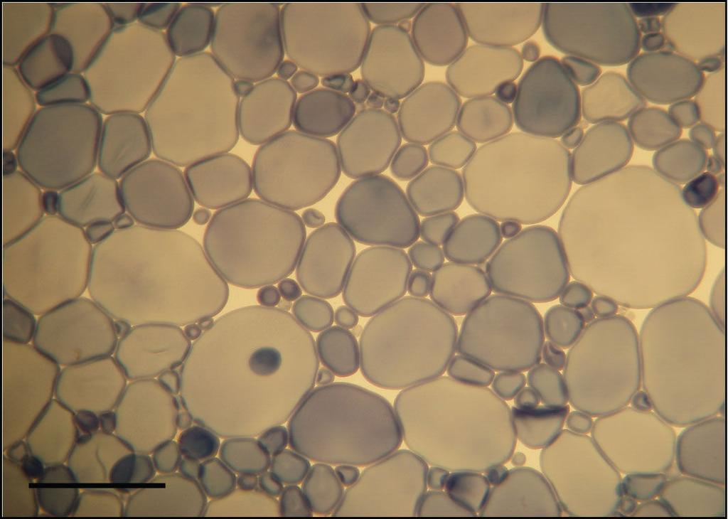 2. ERGASTIČNE TVOREVINE Slika 17. Škrobna zrnca gomolja krumpira (Solanum tuberosum L.) u Lugolovoj otopini nakon zagrijavanja (Skala = 50 µm). 2.