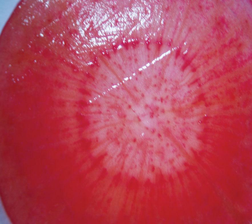 2. ERGASTIČNE TVOREVINE 2.3. Proteini i peroksidaze Materijal: korijen mrkve (Daucus carota L.).