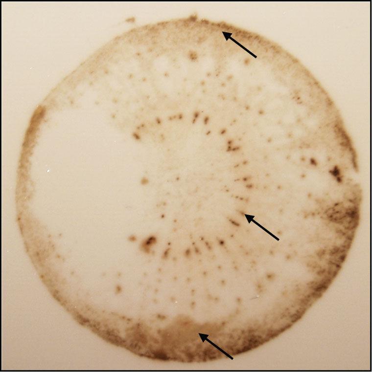 2. ERGASTIČNE TVOREVINE 2. Lokalizacija peroksidaza tehnikom otiska tkiva (tissue printing) na poprečnom prerezu korijena mrkve (Daucus carota L.