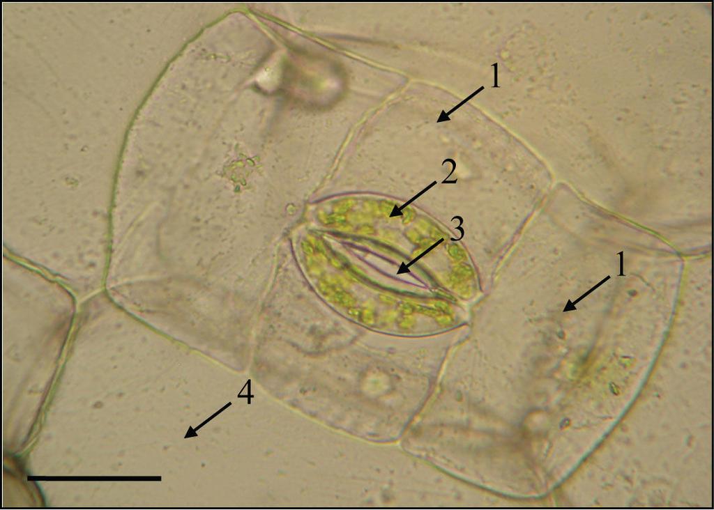3. PUČI 3.1. Tipovi puči Materijal: list tradeskancije (Tradescantia zebrina L.), list kukuruza (Zea mays L.), list kukurijeka (Helleborus niger L.), list jelenka (Phyllitis scolopendrium L.). Pribor: predmetnice, pokrovnice, žileti, kapaljka, histološka iglica, svjetlosni mikroskop.