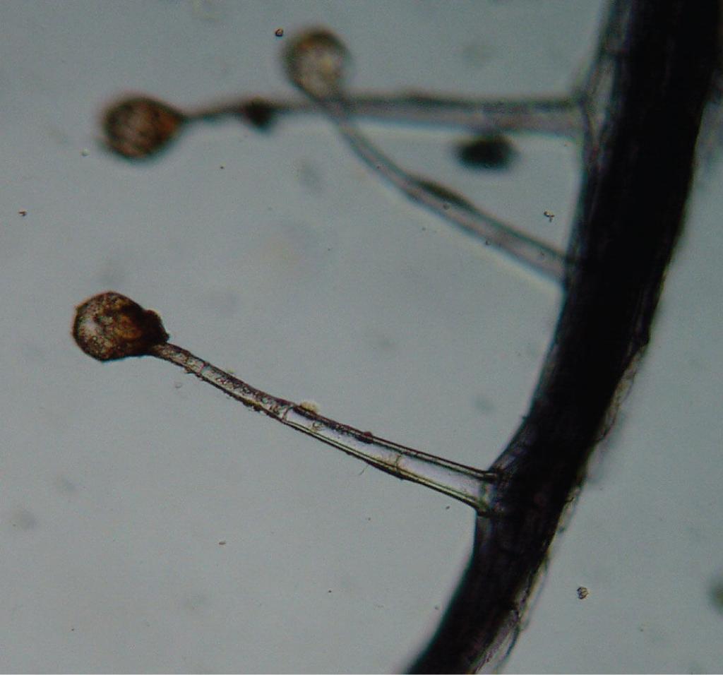 4. TRIHOMI I EMERGENCIJE 4. Trihomi pelargonije (Pelargonium zonale L.